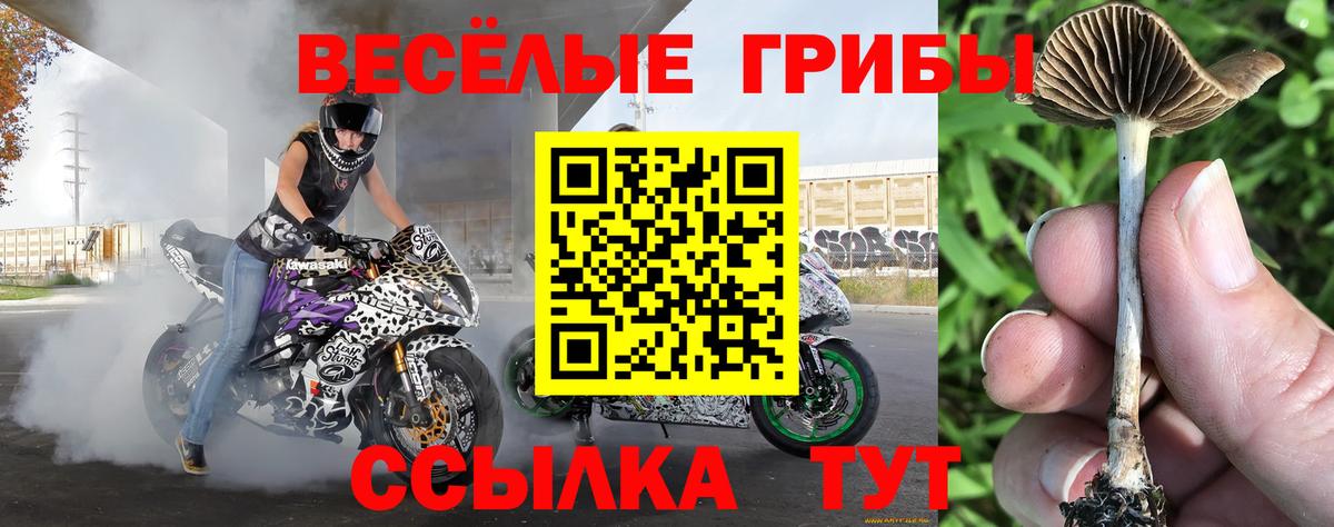 Галлюциногенные грибы Psilocybine cubensis Чебоксары